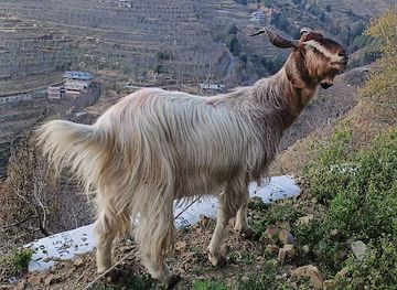 india/shimla/jakhu-temple/nightclub/moksh-night-club