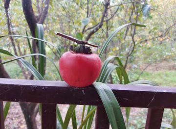 vietnam/dalat/tuyen-lam-lake/nightclub/mau-teo-tam-cuoi