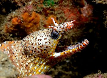 french-polynesia/nuku-hiva/nightclub/nuku-dive