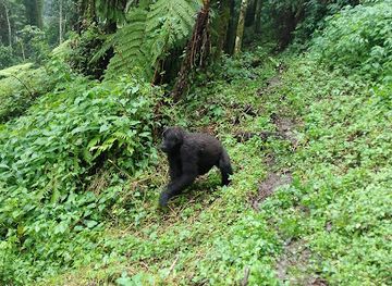 uganda/bwindi-impenetrable-national-park/nightclub/buhoma-sector-uganda