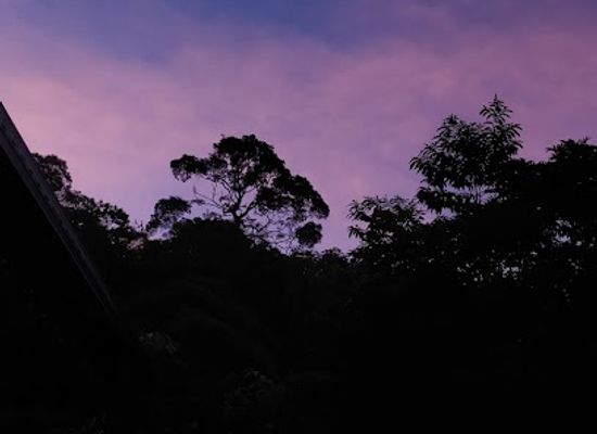 australia/daintree-rainforest/nightclub/nightwings-rainforest-centre