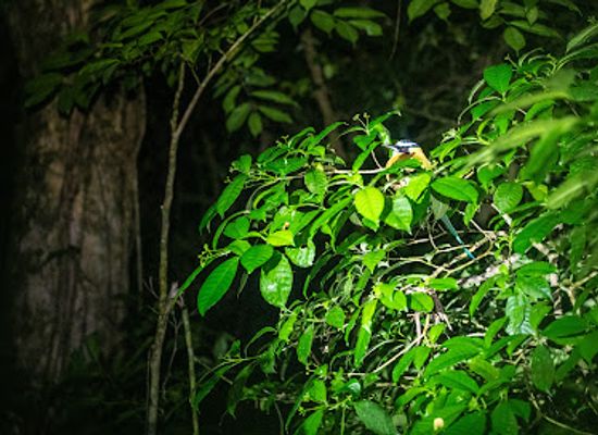 costa-rica/monteverde-cloud-forest/nightclub/night-walk-santamaria-s