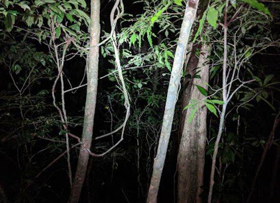 costa-rica/monteverde-cloud-forest/nightclub/ficus-trails-night-tour-monteverde