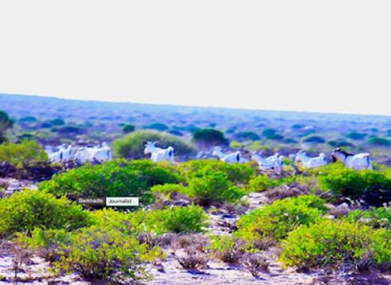 somalia/mudug/nightclub/guriga-caasho-diirshe