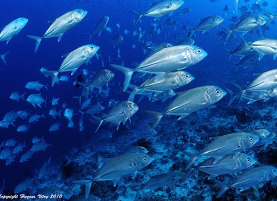 mauritius/belle-mare/nightclub/dive-passion-mauritius