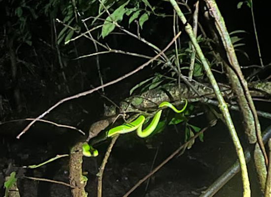 costa-rica/monteverde-cloud-forest/nightclub/monteverde-night-tour