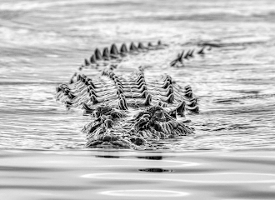australia/daintree-rainforest/nightclub/solar-whisper-wildlife-and-crocodile-cruises-on-the-daintree-river