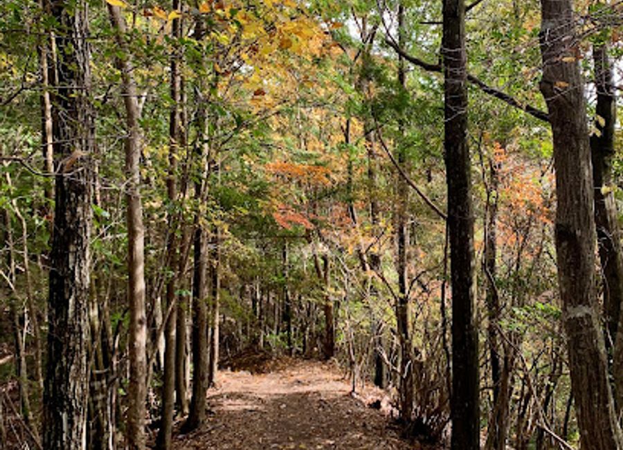 Discover the breathtaking Kumano-Kodo Nakahechi Pilgrimage Route, a UNESCO World Heritage site offering a unique blend of natural beauty and spiritual heritage.
