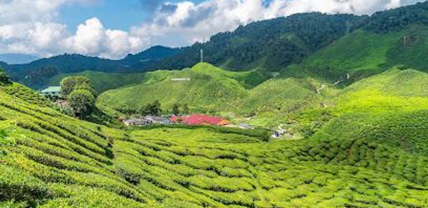 Cameron Valley Tea House 2