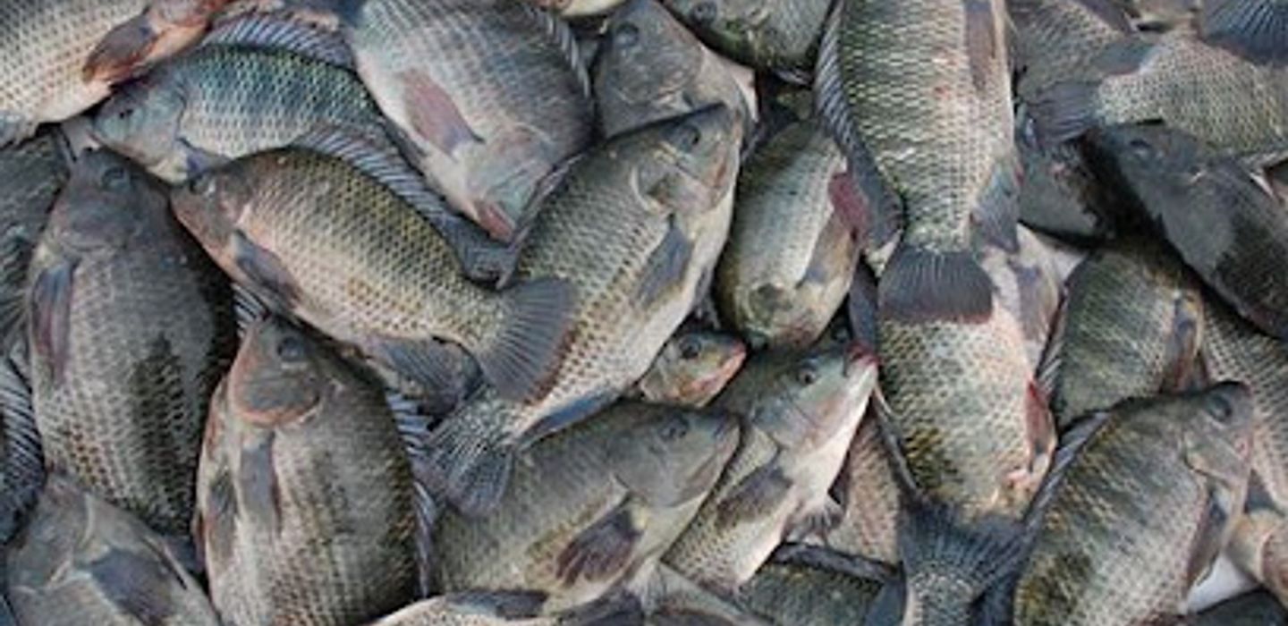 Quality Fish Packers