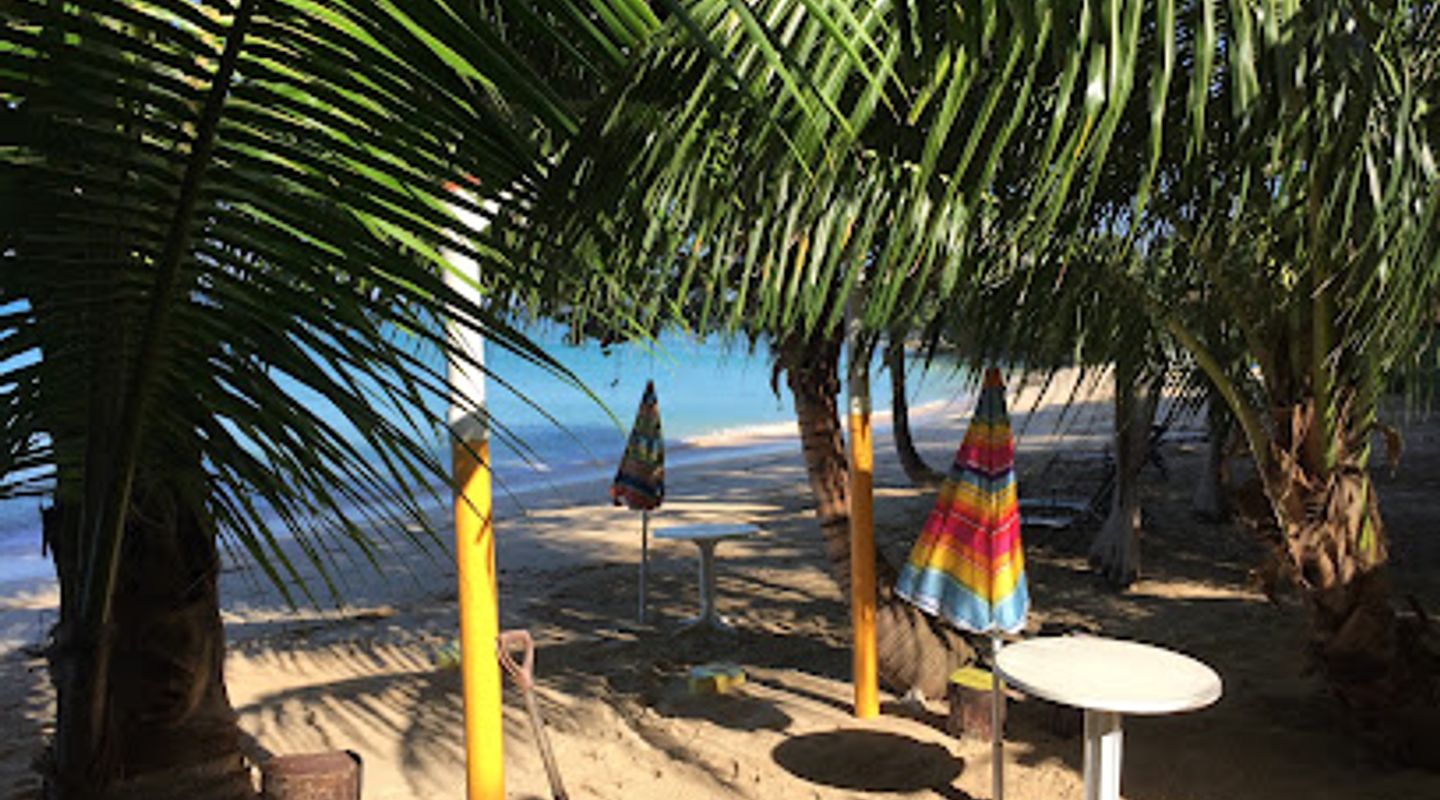 Coconut Palm West