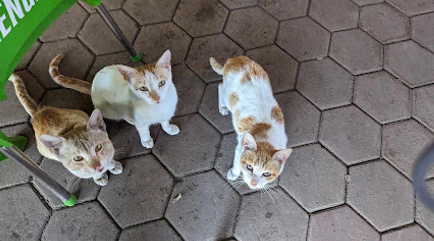 Background