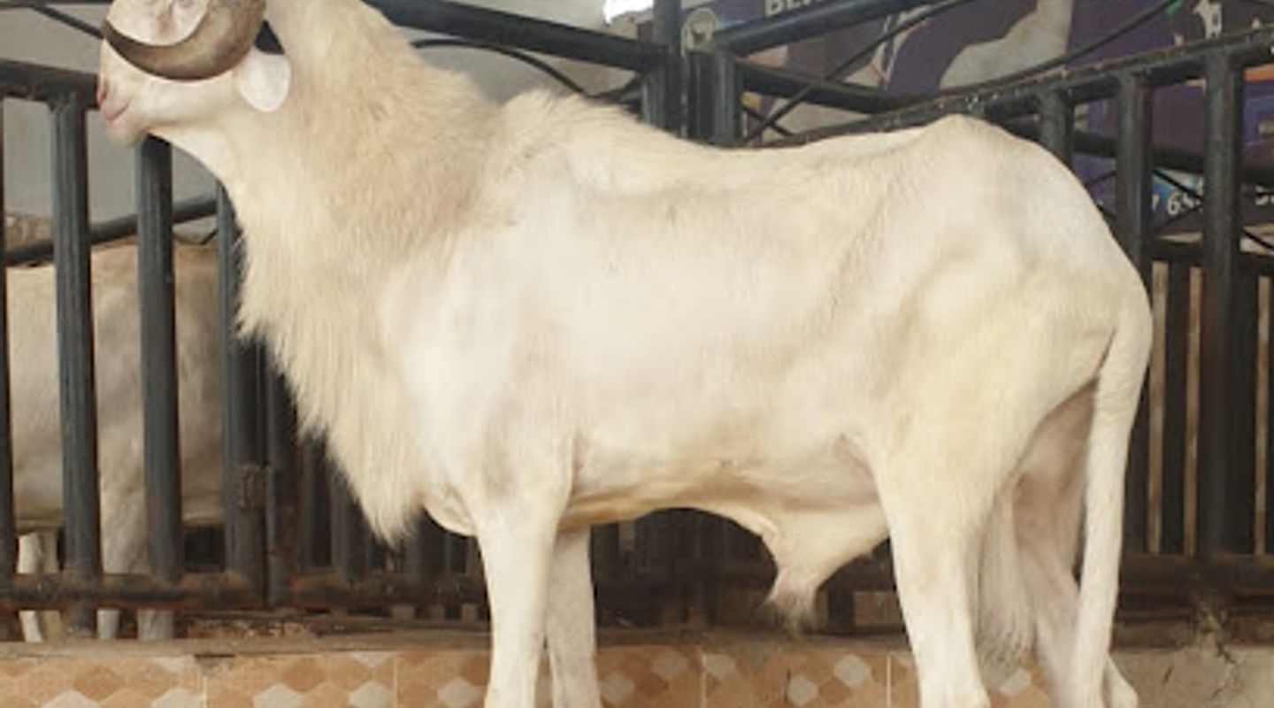 Background