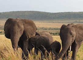 Maasai Mara