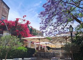 Bougainvillea