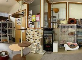 cats&dogs cafe