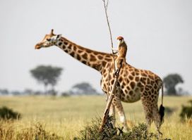 Tours and safari for Kidepo Valley National Park