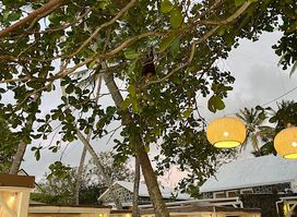 Kotao - Evaco Beach Club
