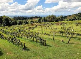 Flame Hill Vineyard