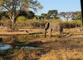 Moremi Game Reserve