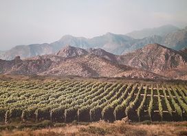 Bodega Los Toneles