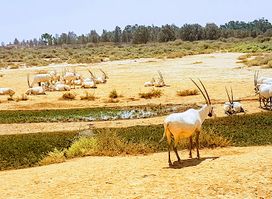 Shaumari Wildlife Reserve