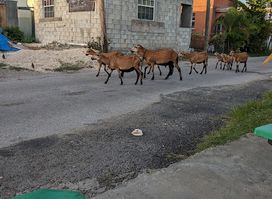 Joan's Rum Shop