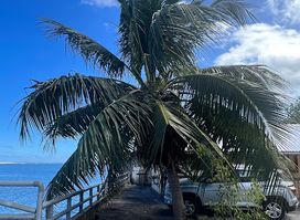 Restaurant Taharuu 海悅海鮮酒家