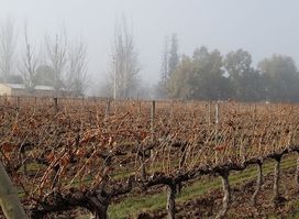 Terrazas de los Andes