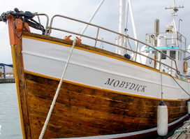 Friends of Moby Dick - Whale Watching