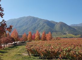 Viña Montes