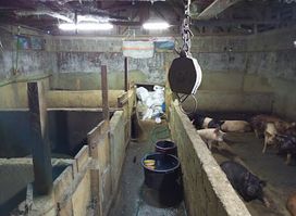 Ferme porcine, canards
