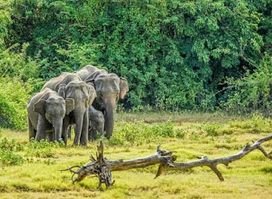Wilpattu National Park