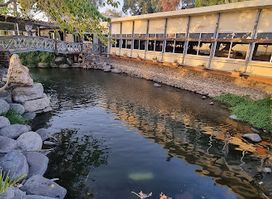 Fish restaurant - Ein Gev harbor