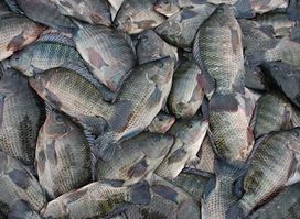 Quality Fish Packers