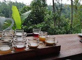 Abian Kusuma Sari Coffee Plantation