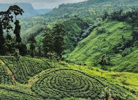 Ayurveda Coffee Shop