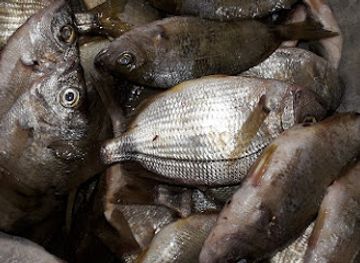 tunisia/sfax/restaurant/soltana-food