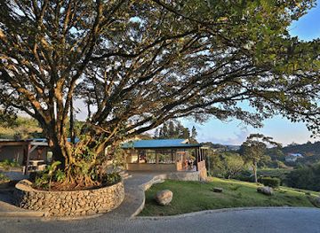 costa-rica/monteverde-cloud-forest-biological-reserve/restaurant/restaurante-el-sapo-at-senda-monteverde