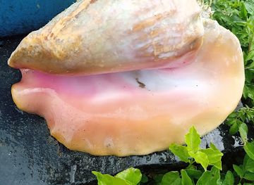 the-bahamas/exuma/restaurant/northside-restaurant-bar