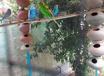 pakistan/swat/restaurant/ali-ahmad-hotel-swat