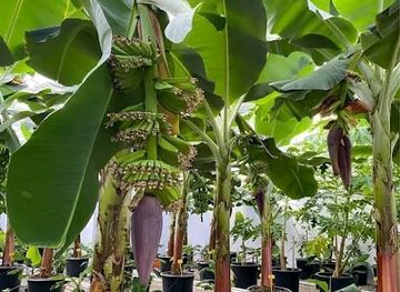 burundi/rumonge/restaurant/chez-charles