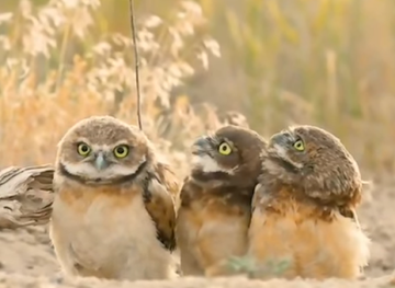 eritrea/mendefera/restaurant/laken