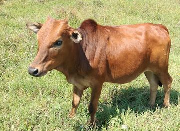 laos/xiangkhoang-province/restaurant/ban-aham-long-om