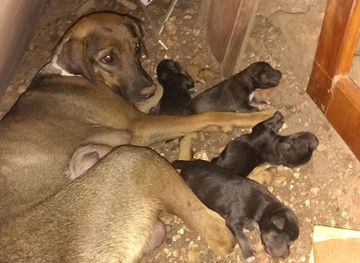 haiti/jacmel/restaurant/chez-monique-restaurant