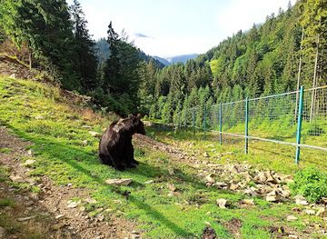 ukraine/synevyr-national-park/restaurant/rehabilitation-center-of-brown-bears