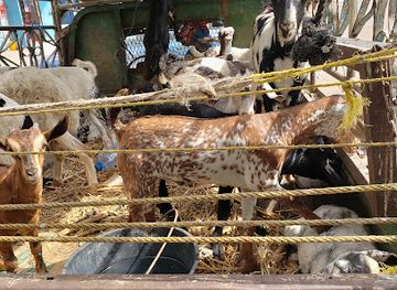 yemen/aden/restaurant/epic-peace-for-the-best-types-of-meat