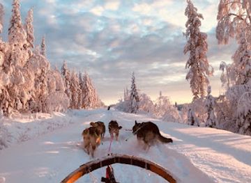 sweden/lapland/restaurant/openlappland-chien-de-traineau-et-sejours-en-laponie