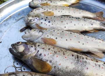 tajikistan/tursunzoda/restaurant/e