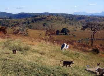 tanzania/mikumi-region/restaurant/mikumi-resort-restaurant